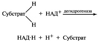 Образование АТФ в цикле лимонной кислоты. Окислительное фосфорилирование