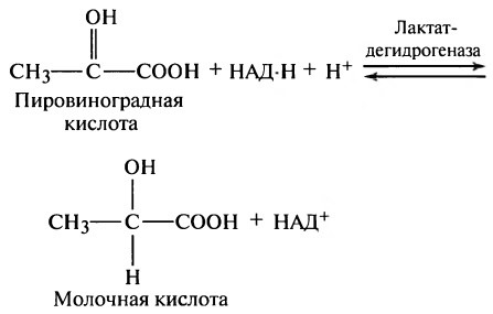 Молочная кислота из глюкозы уравнение реакции