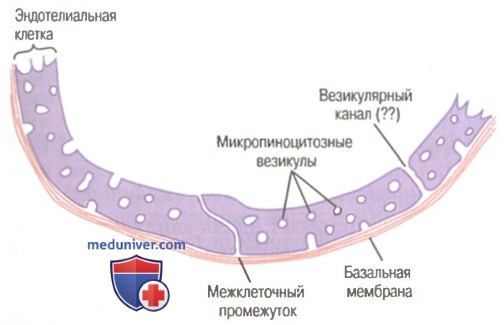 Микроциркуляция: строение микроциркуляторного и капиллярного русла