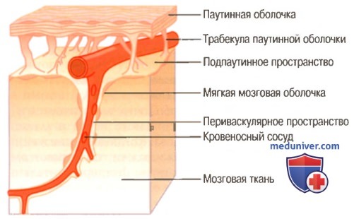 Секреция спинномозговой жидкости. Физиология периваскулярных пространств