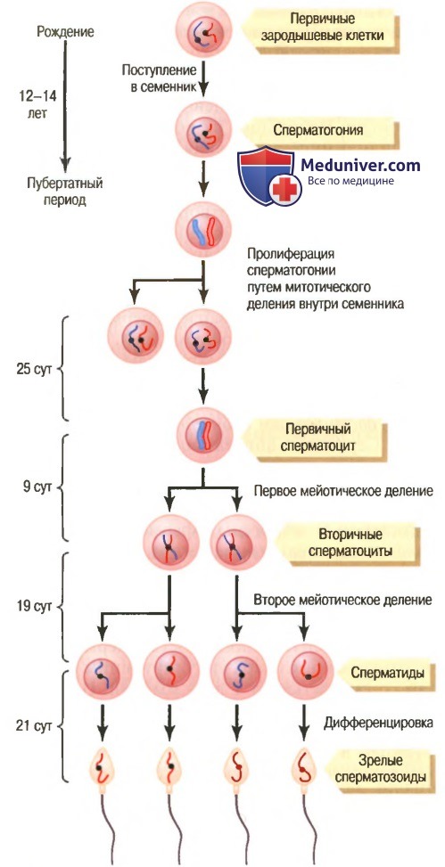 Сперматогенез или как образовываются мужские половые клетки