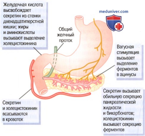 Регуляция секреции поджелудочной железы. Этапы панкреатической секреции
