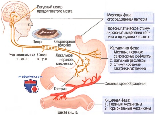 Физиология и фазы желудочной секреции. Торможение и регуляция желудочной секреции