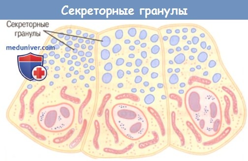 Секреторные гранулы клеток поджелудочной железы