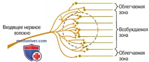 Звуковой сигнал преобразуется в нервные импульсы в структуре обозначенной на рисунке буквой
