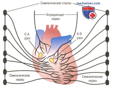 Блуждающий нерв эффекты. Влияние блуждающего нерва на сердце. Влияние раздражения блуждающего нерва на деятельность сердца. Блуждающий нерв влияние на сердце. Блуждающие нервы сердца.