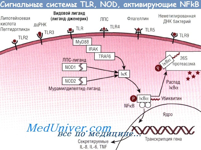 Сигнальные системы TLR и NOD кишечника