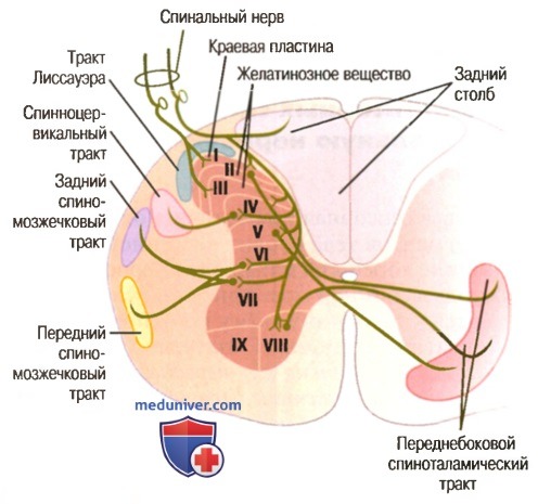 Анатомия задних столбов - медиальной петли. Нервные волокна задних столбов