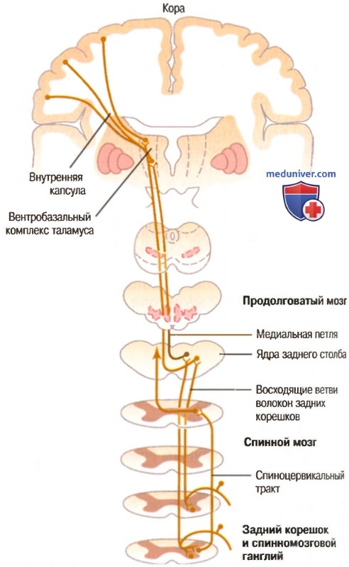 Анатомия задних столбов - медиальной петли. Нервные волокна задних столбов