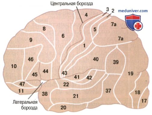 Соматосенсорная кора. Соматосенсорные области коры головного мозга