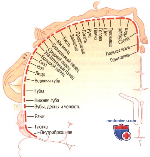 Соматосенсорная кора. Соматосенсорные области коры головного мозга