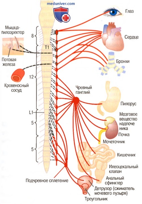 Распределение симпатических нервных волокон. Физиология парасимпатической нервной системы