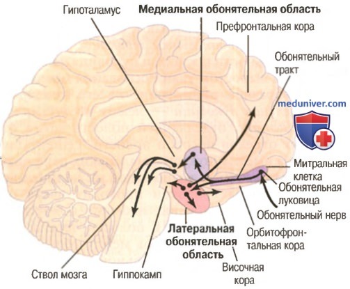 Обонятельное ядро. Обонятельный тракт мозга. Тракт обонятельного нерва. Обонятельный путь анатомия. Обонятельный мозг строение.