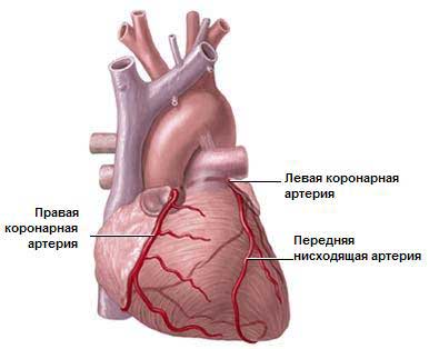 Ишемическая болезнь сердца ( ибс )