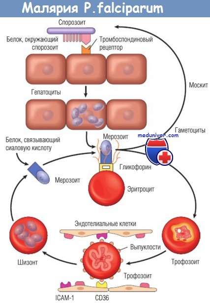 ��������� ���� � ��������� ������� P.falciparum