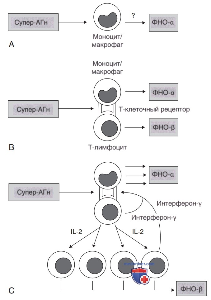 �������� ������������ ������ A (Streptococcus pyogenes)