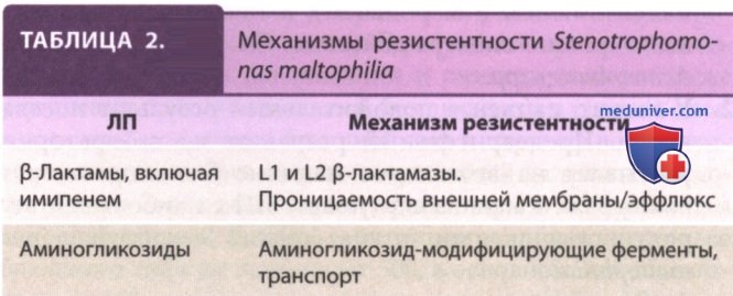 �������� Stenotrophomonas maltophilia