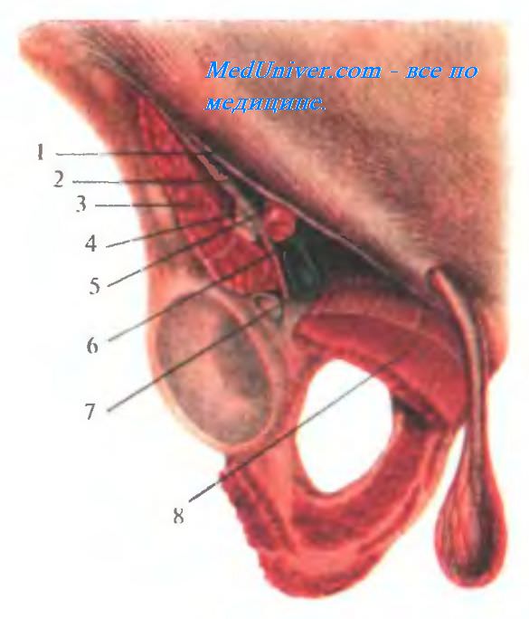 Подфасциальный слой передней области бедра. Мышечная лакуна. Стенки мышечной лакуны. Сосудистая лакуна. Стенки сосудистой лакуны