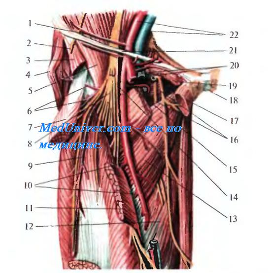 Глубокая артерия бедра ( a. profunda femoris ). Топография глубокой артерии бедра. Ветви глубокой артерии бедра