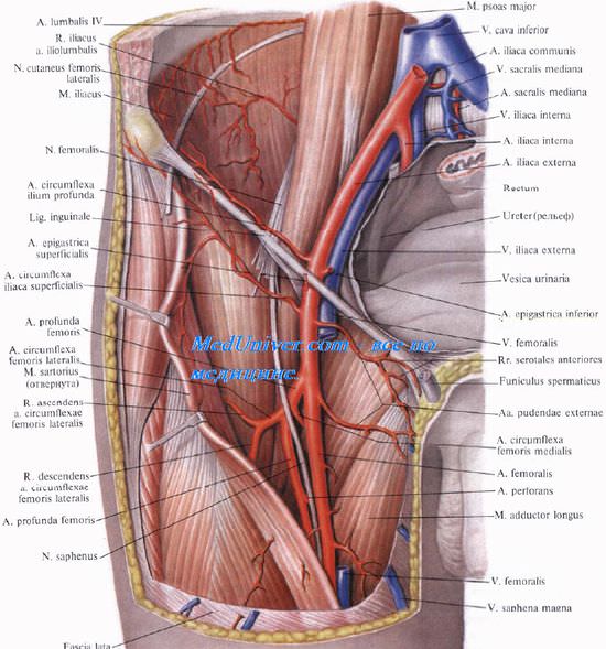 Передняя борозда бедра ( sulcus femoris anterior ). Топография передней борозды бедра. Содержимое передней борозды бедра