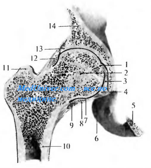 Тазобедренный сустав ( articulatio coxae ). Суставные поверхности тазобедренного сустава. Линия Розера—Велатона