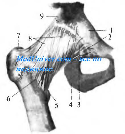 Связки тазобедренного сустава. Внутрисуставные связки тазобедренного сустава. Внесуставные связки тазобедренного сустава