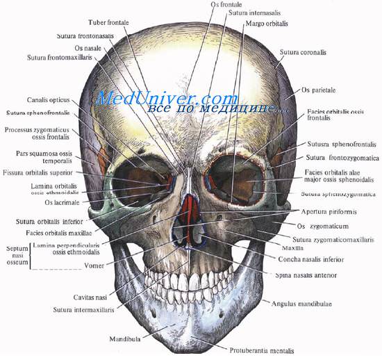 Мышечно-апоневротический слой головы. Сухожильный шлем головы. Строение плоских костей черепа головы. Эмиссарные вены головы