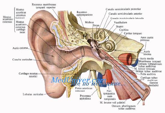 Ушная раковина. Топография ушной области. Наружное ухо. Наружный слуховой проход. Стенки наружного слухового прохода