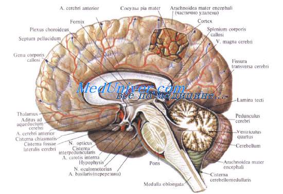 Паутинная оболочка головного мозга. Арахноидальная оболочка мозга. Мягкая оболочка мозга. Мягкая мозговая оболочка