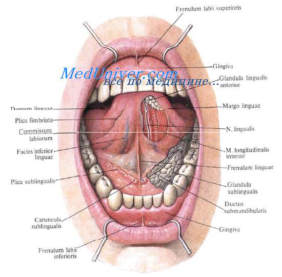 Область рта Топография области рта Слизистая области рта Лимфатические сосуды области рта