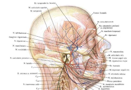 Большой ушной нерв. Топография большого ушного нерва. Поперечный нерв шеи.