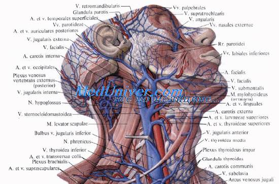 Анатомия вен головы и шеи
