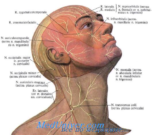 Топография нерв лица. Иннервация лица. Щечный нерв. Нижний альвеолярный нерв. Язычный нерв. Ушно-височный нерв