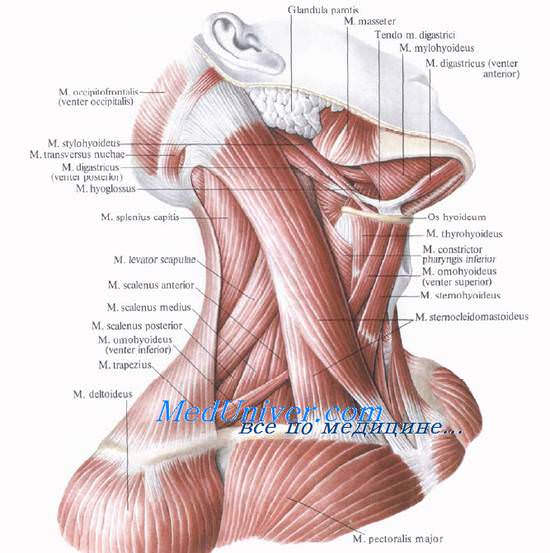 Шея. Топография шеи. Границы шеи. Области шеи. Передняя область шеи. Проекции мышц на шее