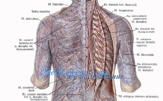 Топография межреберных артерий. Межреберные артерии. Межреберные нервы. Внутригрудная фасция.
