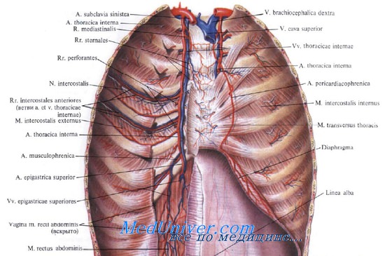 Топография внутренней грудной артерии. Внутренняя грудная артерия