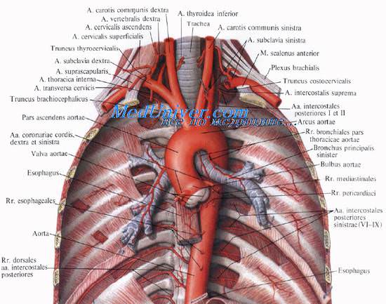 Плечеголовной ствол. Топография плечеголовного ствола. Левая общая сонная артерия. Левая подключичная артерия