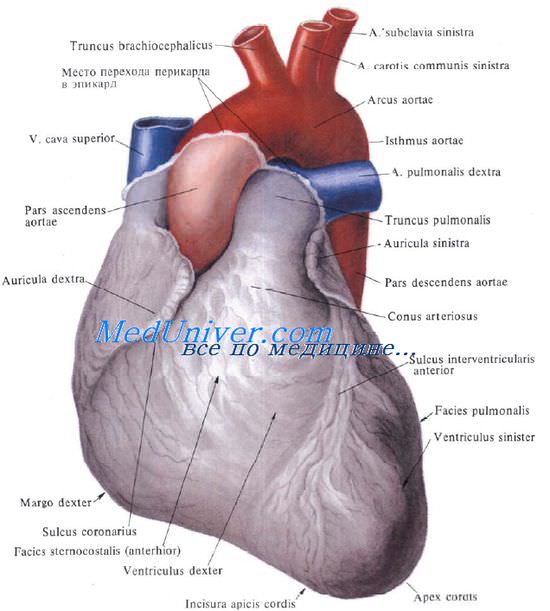Сердце. Топография сердца. Строение сердца. Синтопия сердца.