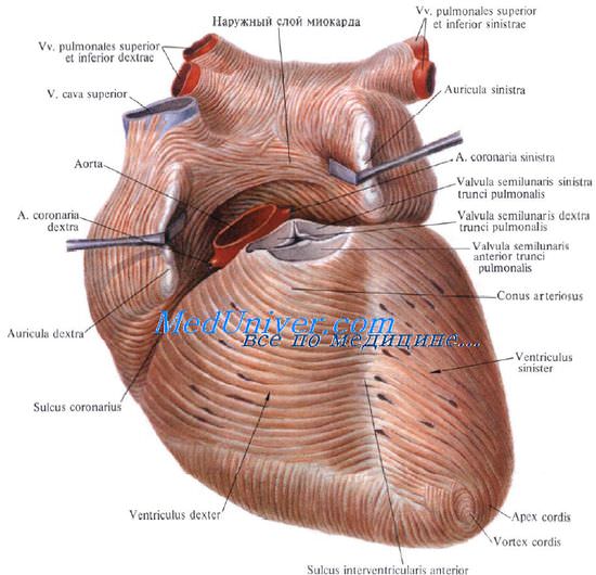 Передняя поверхность сердца. Венечная борозда сердца. Передняя межжелудочковая борозда сердца