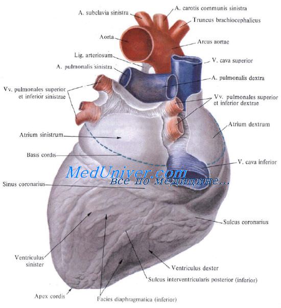 Правая боковая поверхность сердца. Задняя поверхность сердца