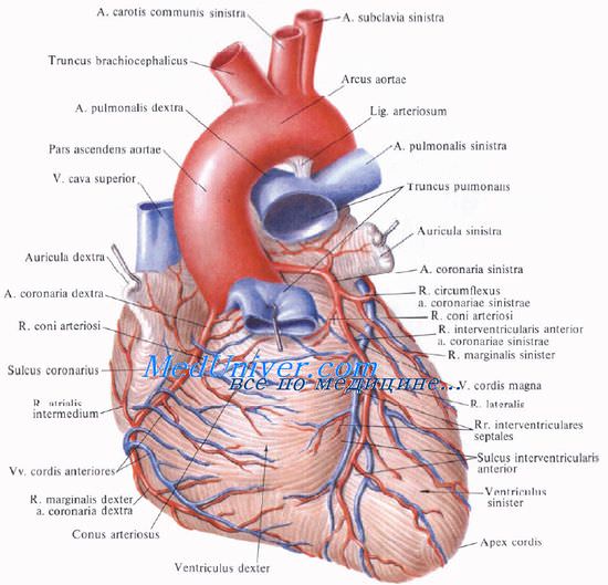 Внутриперикардиальные участки сосудов. Восходящая аорта в перикарде. Артерии сердца. Венечные артерии. Коронарные артерии