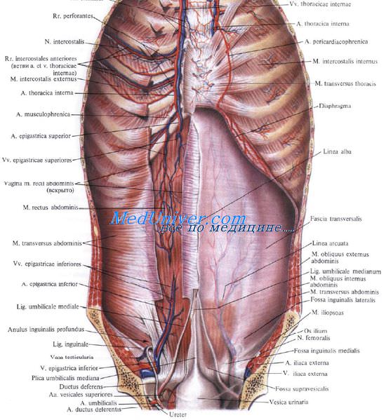 Артерии прямой мышцы живота. Топография надчревных артерий