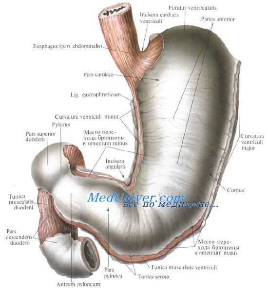 Желудок. Анатомия желудка. Форма желудка