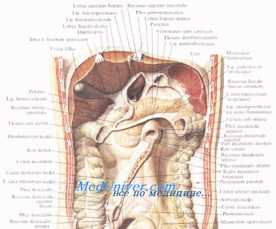 Синтопия поджелудочной железы. Расположение поджелудочной железы. Топографическая анатомия поджелудочной железы