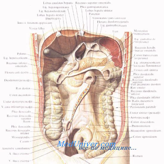 A vékonybél topográfiai anatómiája. A hasi szervek felülvizsgálata műtét során Gubarev módszere