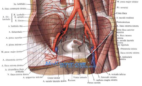 Бифуркация аорты. Топография подвздошной артерии