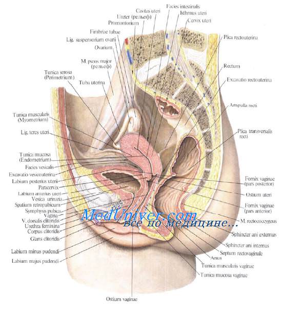 Пункция брюшной полости через задний свод влагалища. Доступы при операциях на женских половых органах