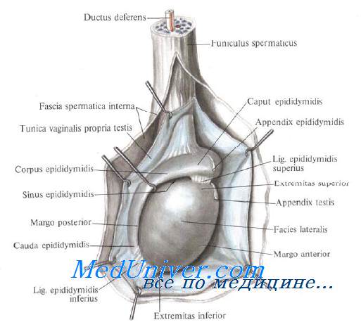 Анатомия яичка