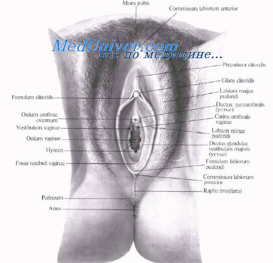 Топография наружных женских половых органов. Наружные женские половые органы.