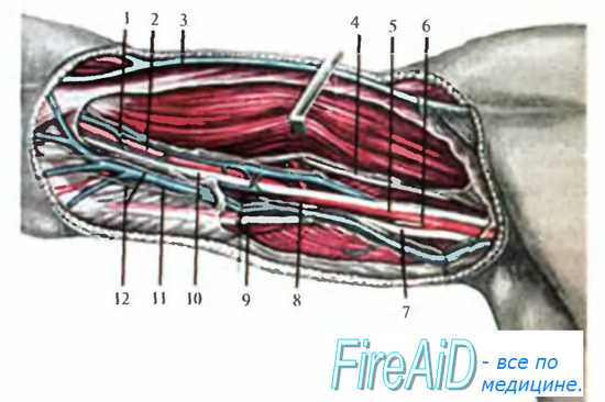 Топография сосудов и нервов переднего фасциального ложа плеча. Расположение нервов и сосудов на плече